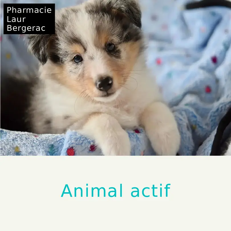 Vermifuge chien chat printemps pharmacie Bergerac