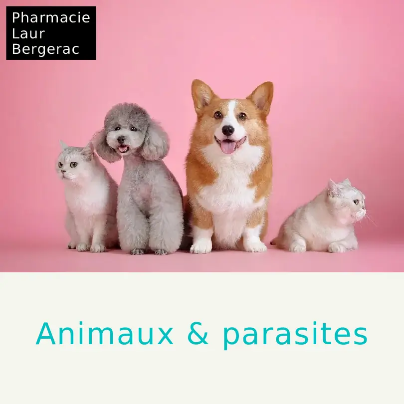 Vermifuge chien chat hiver pharmacie Bergerac