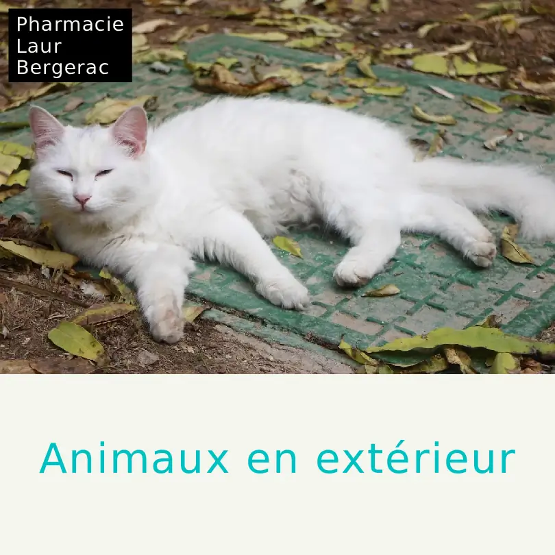 Protection antiparasitaire animaux été pharmacie Bergerac