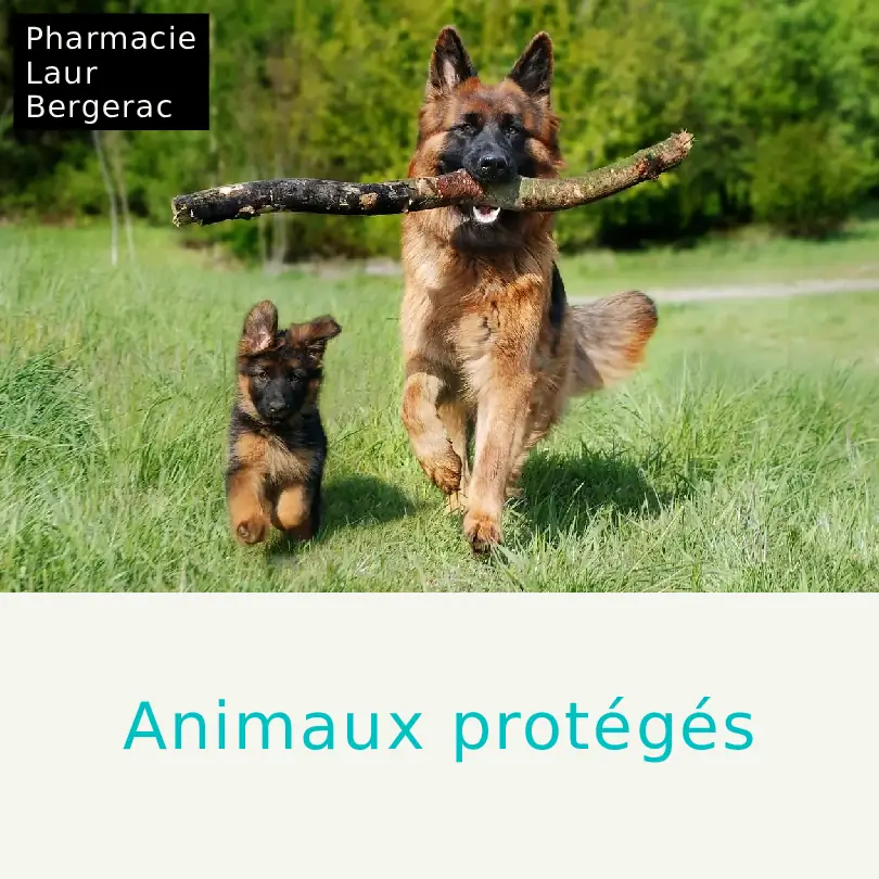 Protection animaux soins anti-parasites hiver pharmacie Bergerac